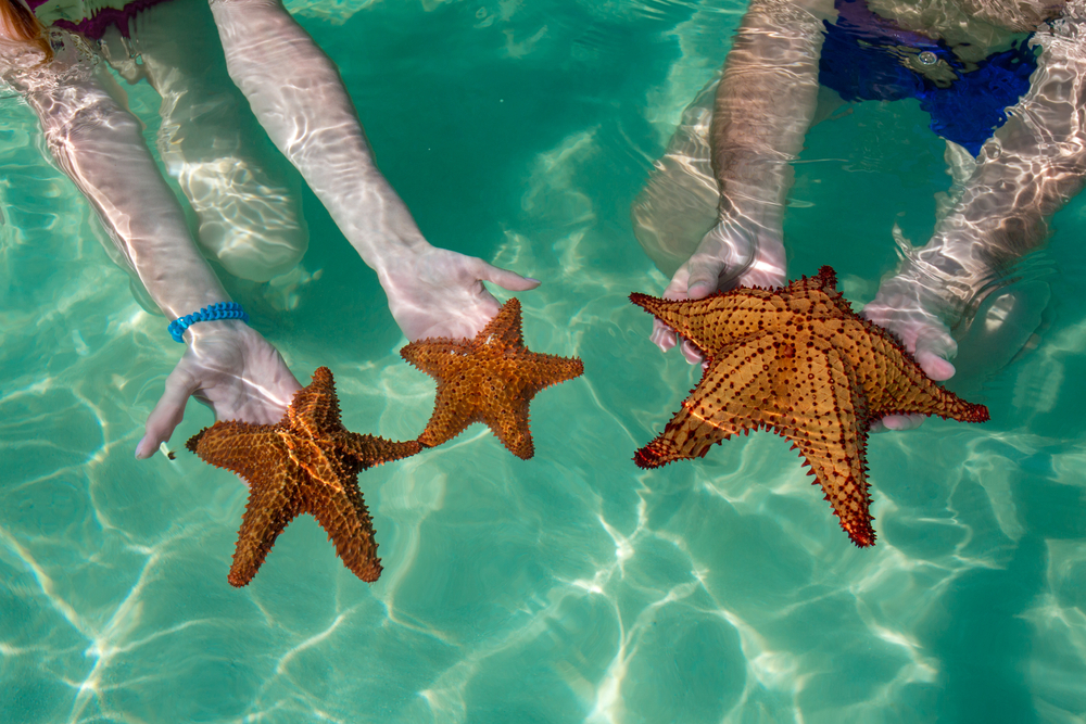 Close up view of starfishes in hands with blue water of Caribbean Sea, Saona island, Dominican Republic 