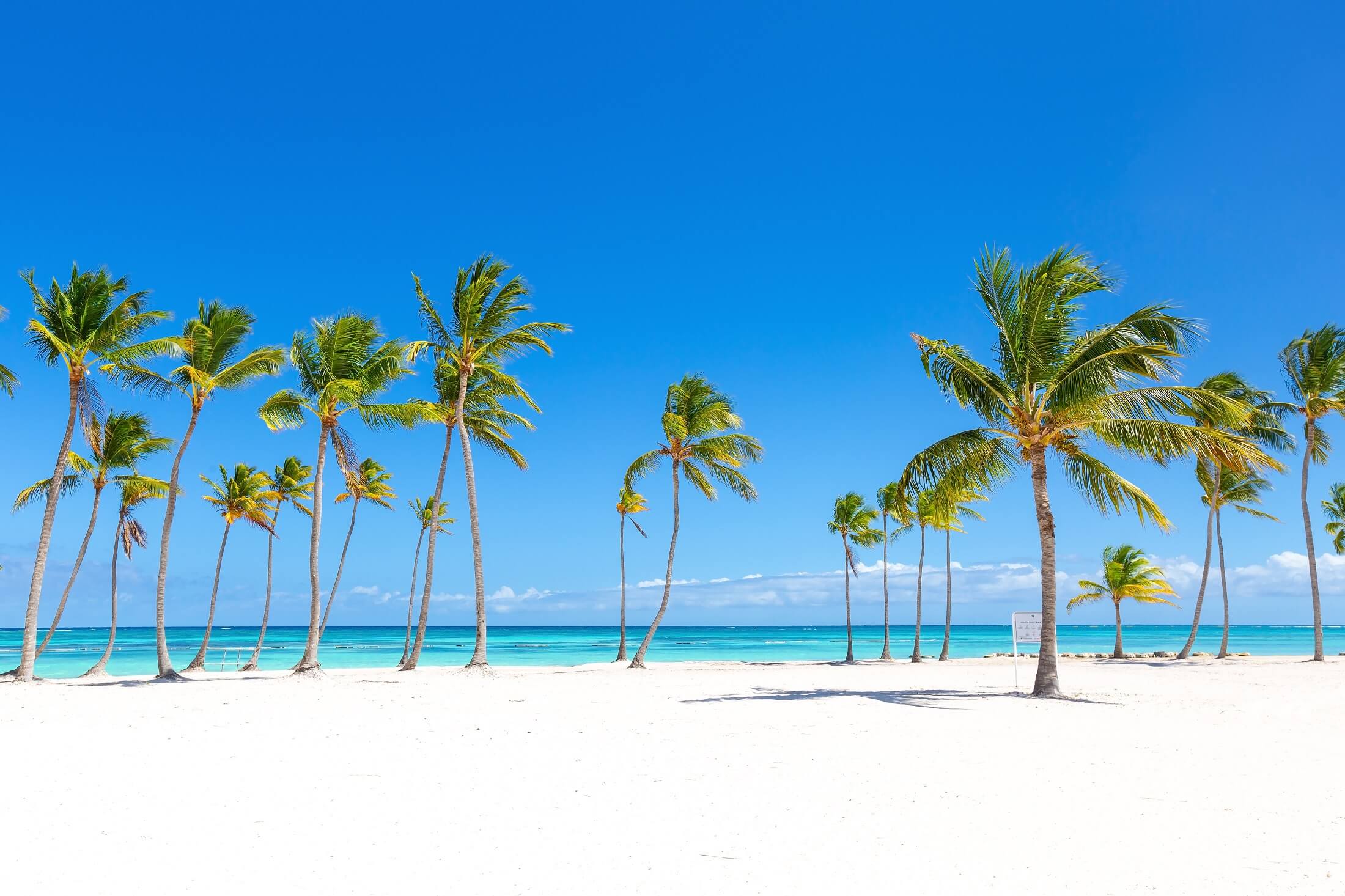 Beautiful tall coconut palms at Juanillo beach, Dominican Republic. Luxury travel destination