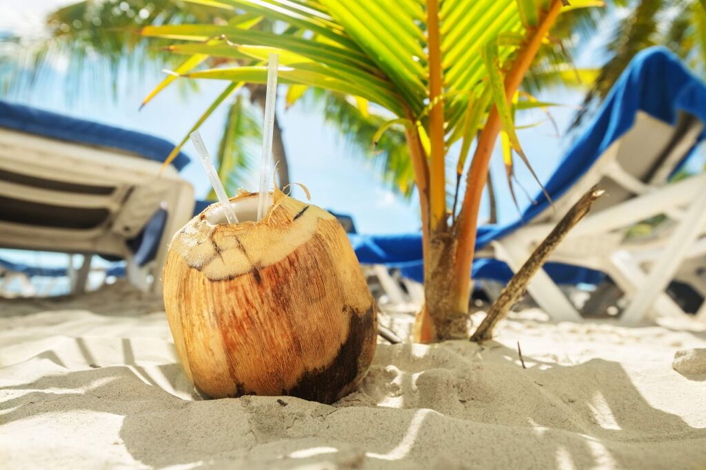 Kokos z dwiema słomkami na plaży w Republice Dominikany, palmy, kokos z dwiema słomkami na plaży w Republice Dominikany, palmy, leżaki, piasek, piasek
