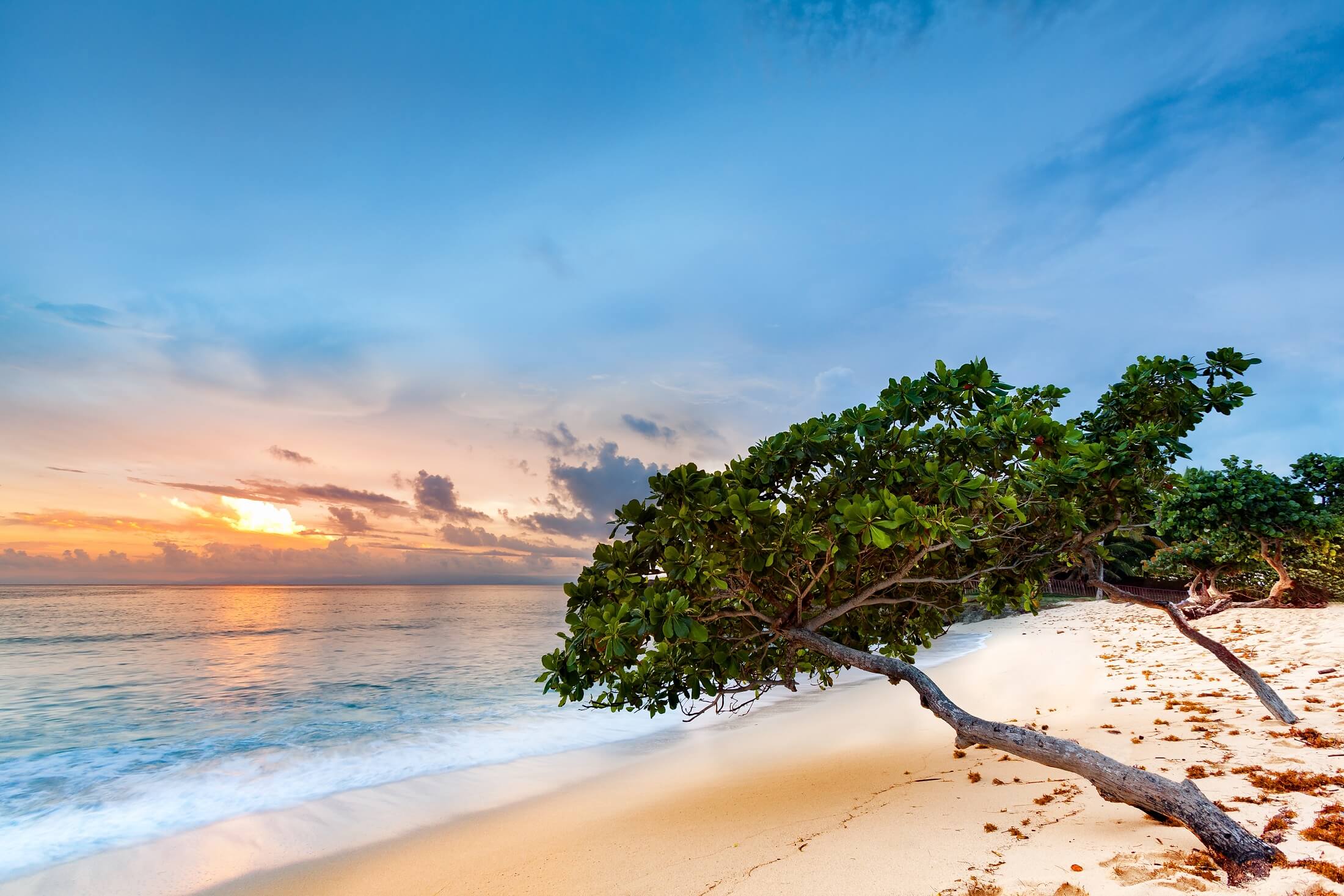 Exotic seascape with sea grape trees leaning above a sandy Caribbean beach at sunset, in Cayo Levantado, Dominican Republic