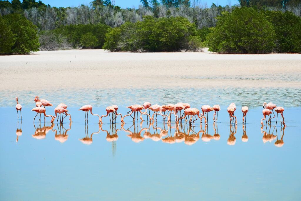 Cayo Guillermo, Cuba, JUL  20, 2017: Pink flamingos reflected in water in the Caribbean sea.