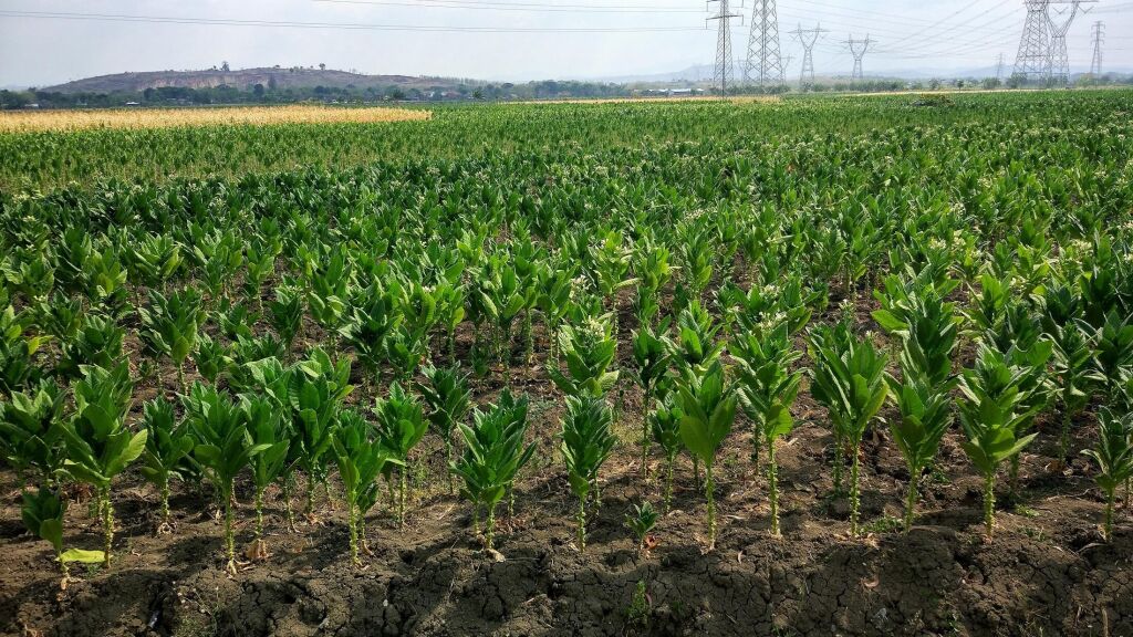 Tobaco plant field landscape view
