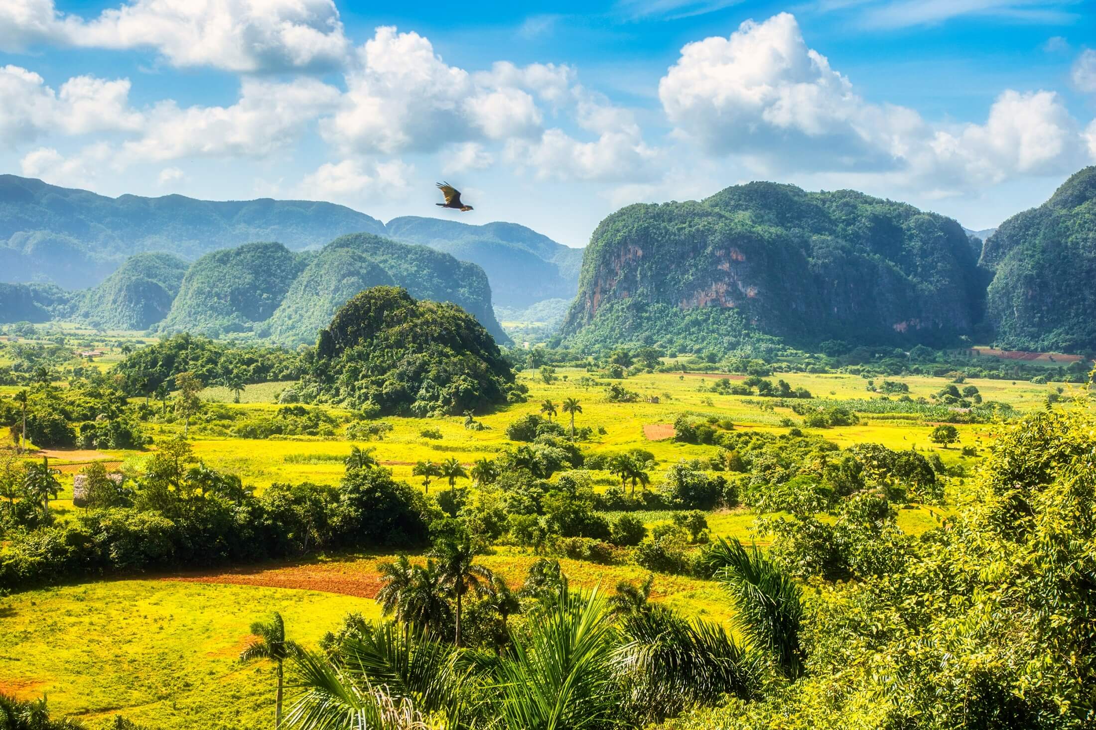 UNESCO valley of Vinales. Tropical and almost a rain forest. Located within a national park with the same name. A big bird is flying over