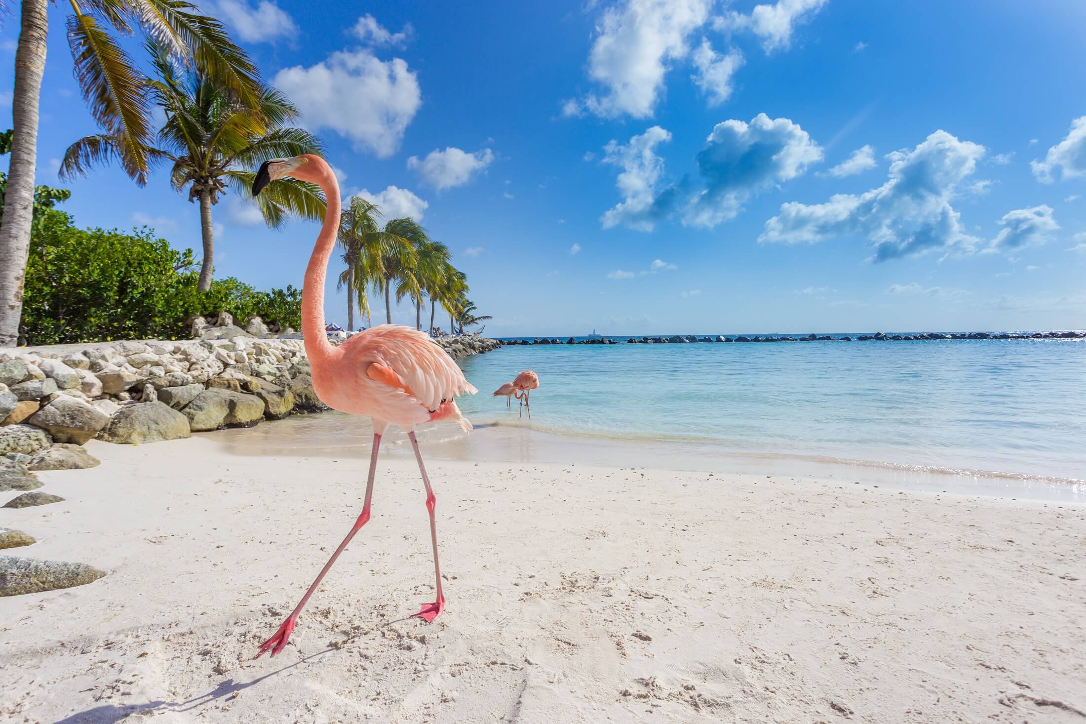 Flamingi na plaży. Wyspa Aruba