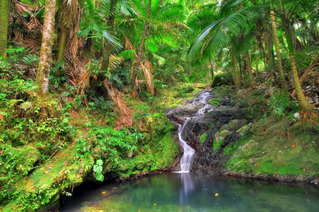 Mała kaskada w lesie narodowym El Yunque, Portoryko