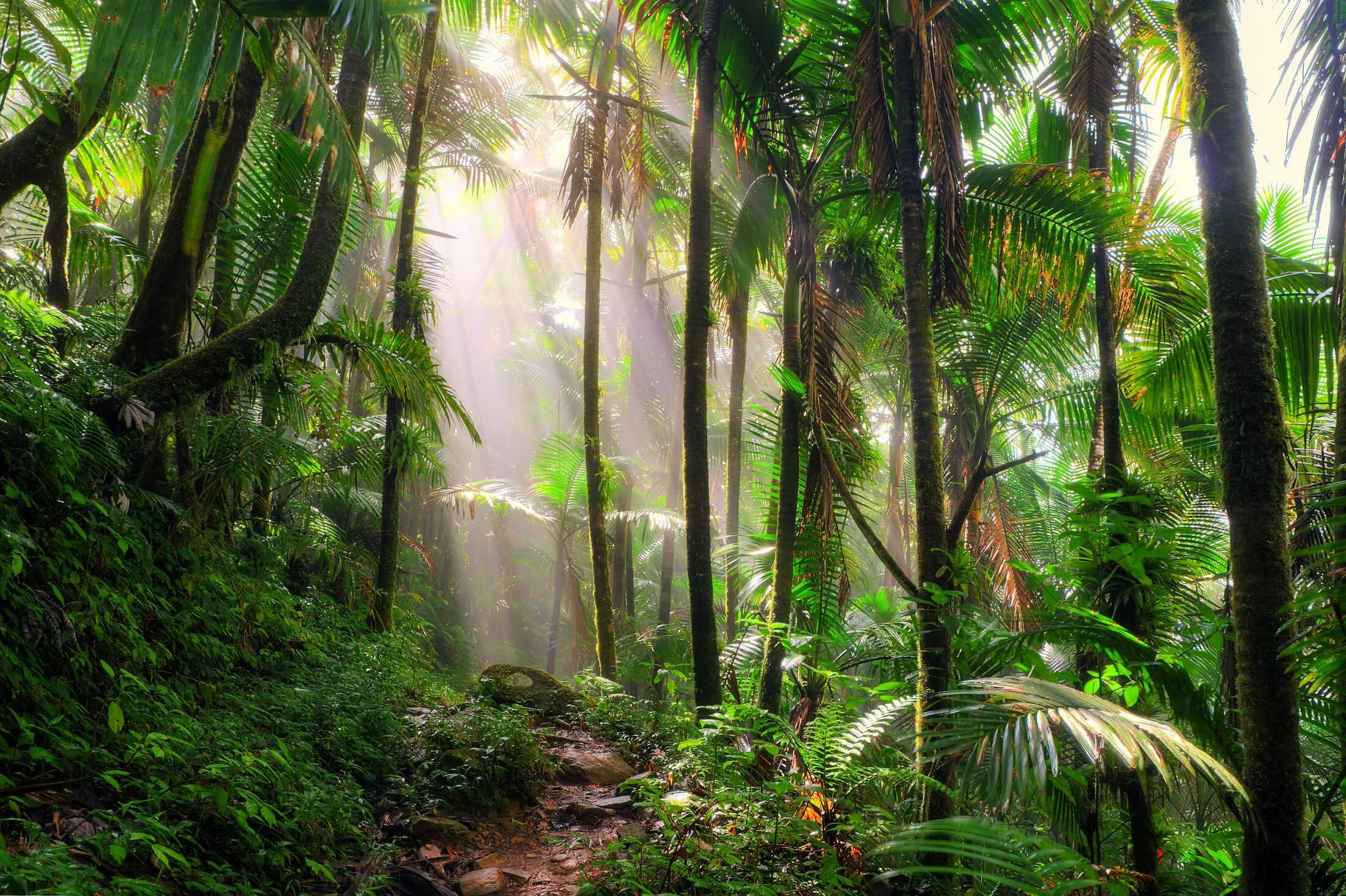 Piękna ścieżka dżungli przez las narodowy El Yunque w Portoryko