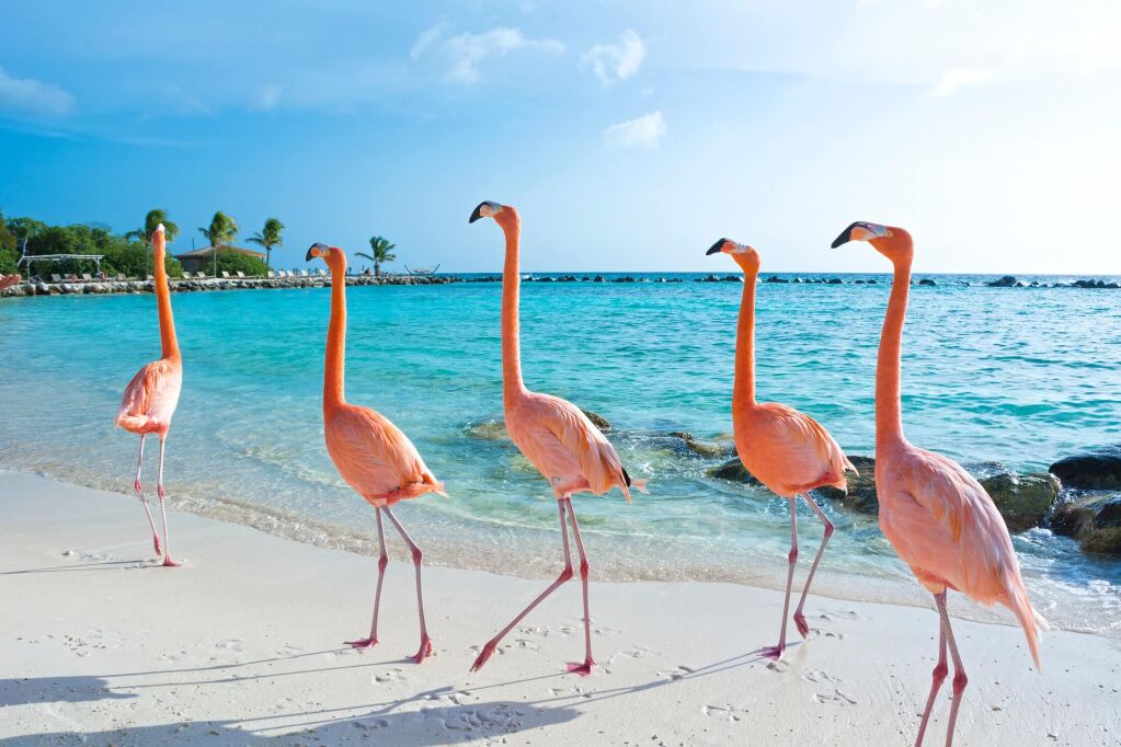 Różowy flamingi, wyspa Aruba