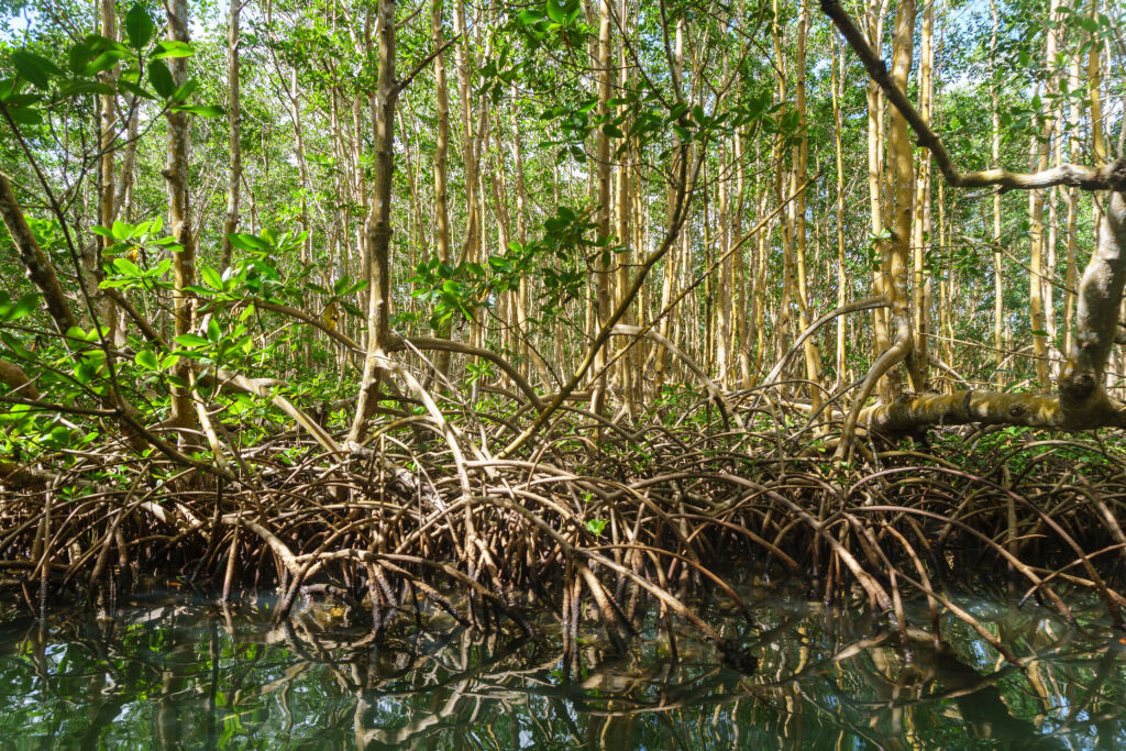 Guadeloupe Mangrove forrest