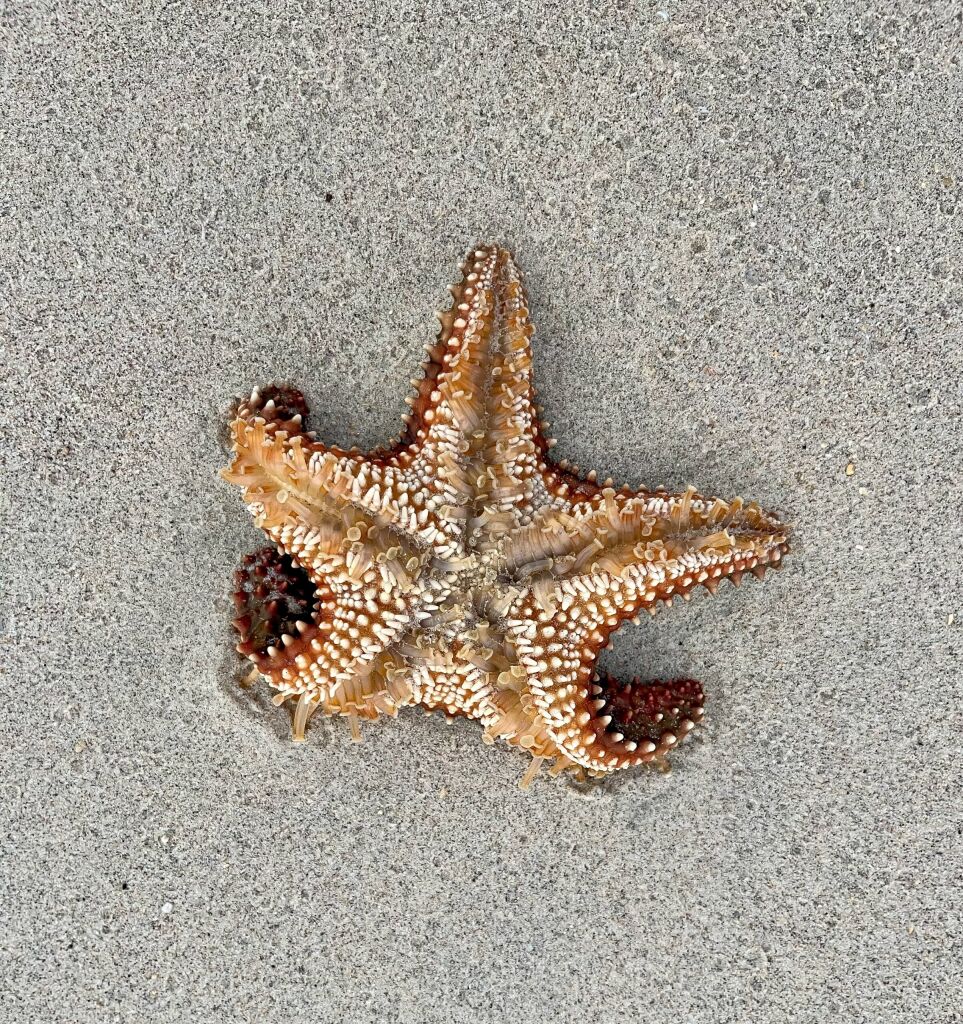 A starfish in a backbend attempts to make its way to the ocean after being washed up onto the sand. Grand Anse Beach, Grenada, West Indies.