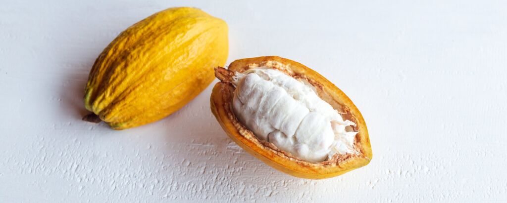 Close-up of ripe fresh slide cocoa pods, half-in cut cocoa fruit revealing the white flesh inside on white wooden background