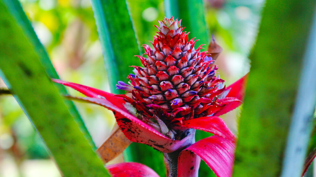 Closeup of pineapple bud, Grenada, Caribbean Island