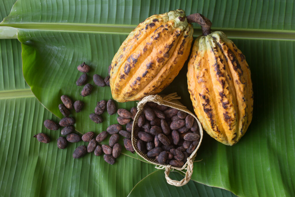 cocoa beans and cocoa pods,selective focus