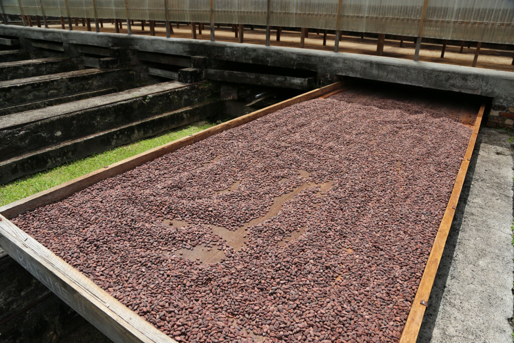 
Delicious Cocoa Beans Drying Outside at Belmont Estate in Grenada
