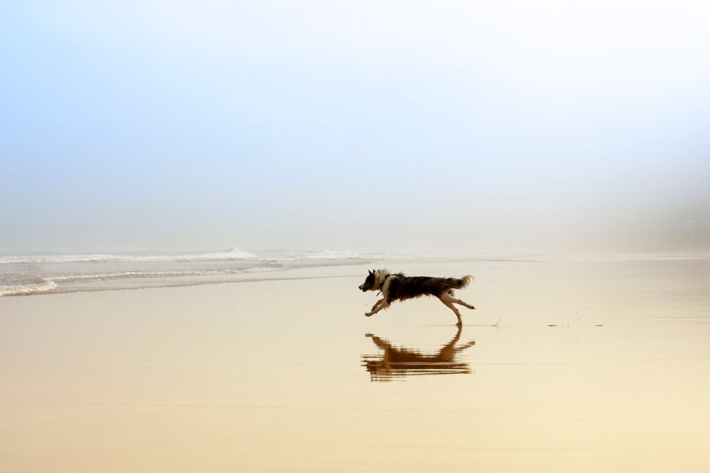 dog running free along the beach in the wet sand on a foggy day at sunrise towards the water. Freedom concept.