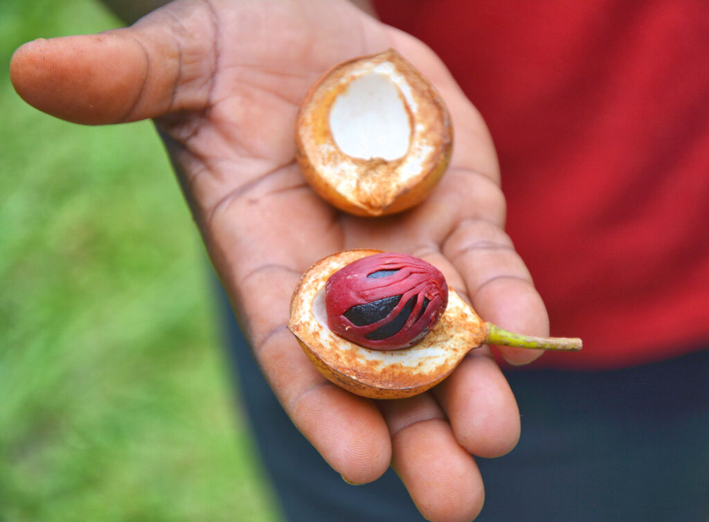 Fresh nutmeg fruit on hand. Grenada spice garden