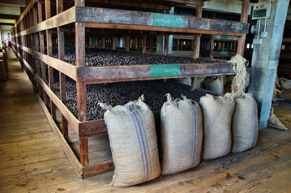 Nutmeg being processed in an old caribbean factory