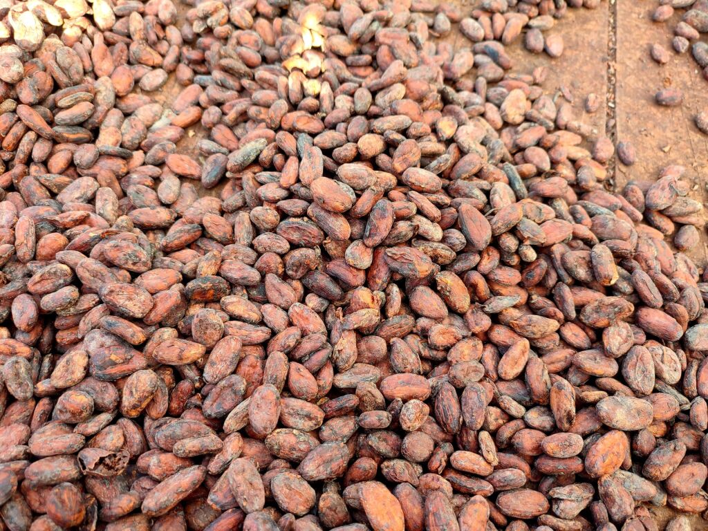 Roasted cocoa beans in Diamond Chocolate Factory in Grenada
