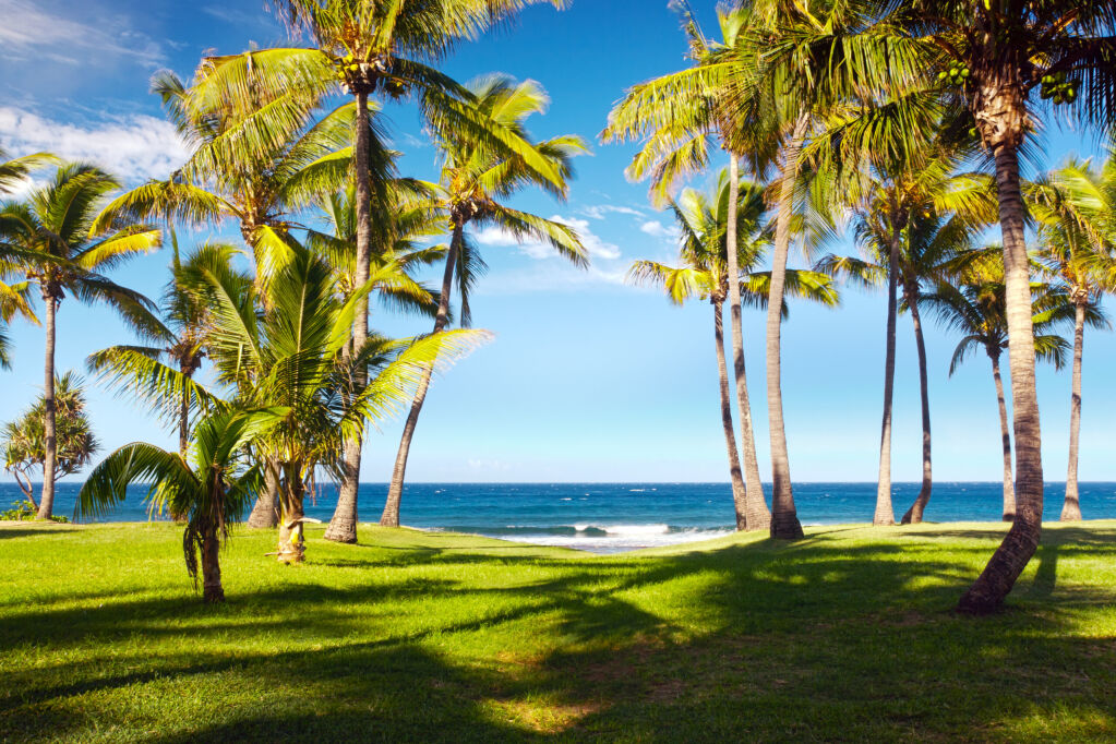 Scenic view of palm trees on Grande Anse beach with sea in background, Reunion Island