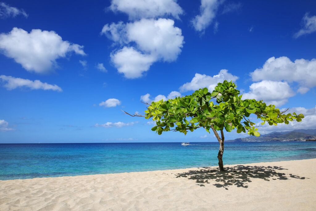 Small shady tree at Magazine Beach on Grenada Island, Grenada.