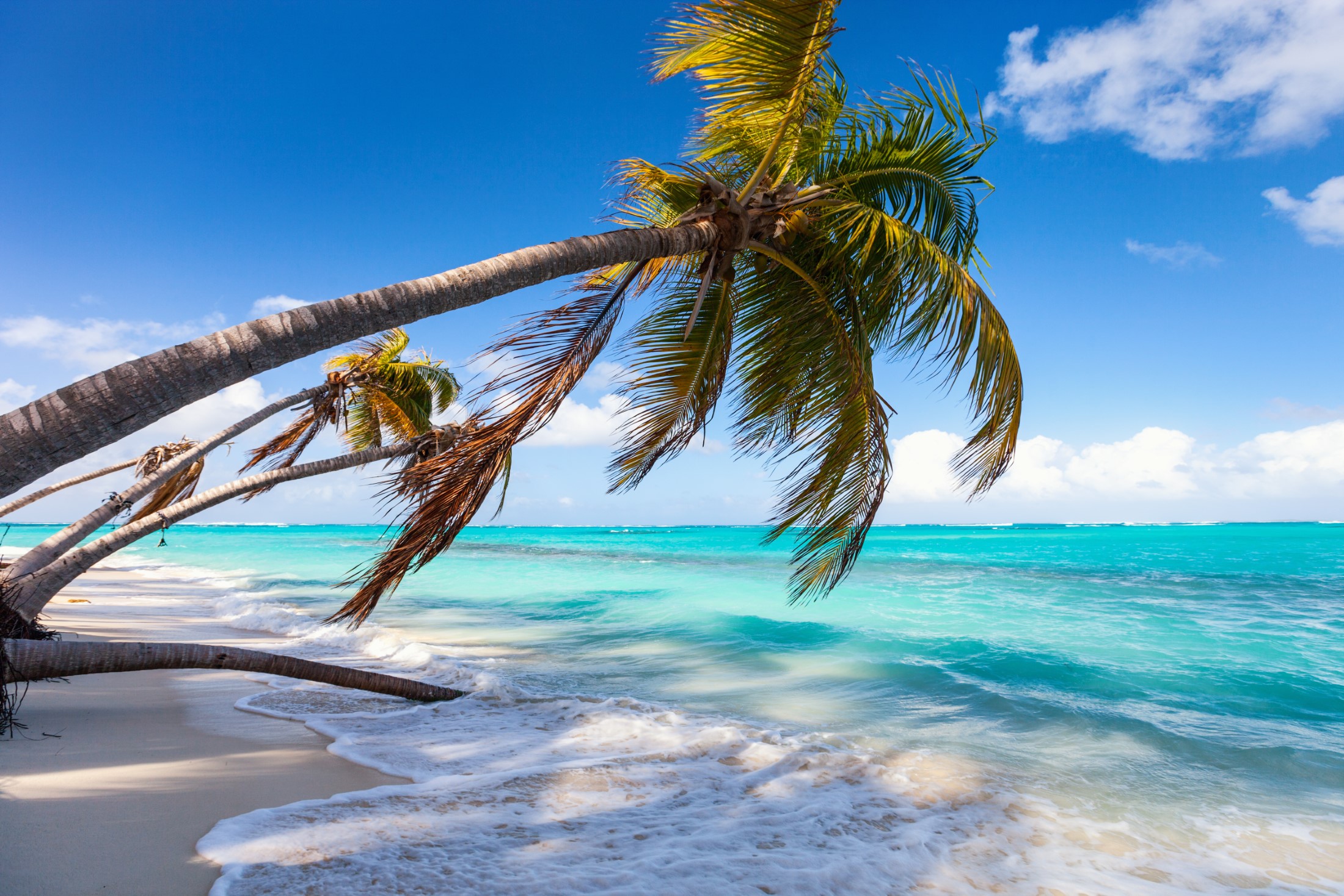 Piękna plaża otoczona palmami na karaibskiej wyspie Anguilla