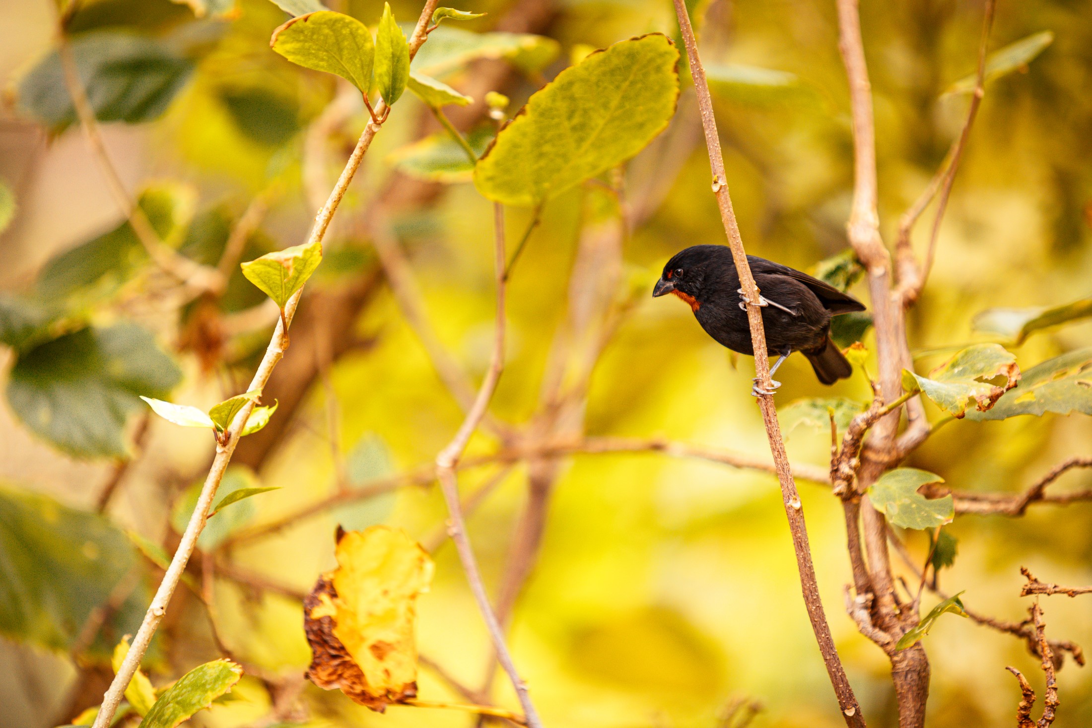 Piękny czarny ptak z czerwonym gardłem zauważony w ogrodach Mamiku